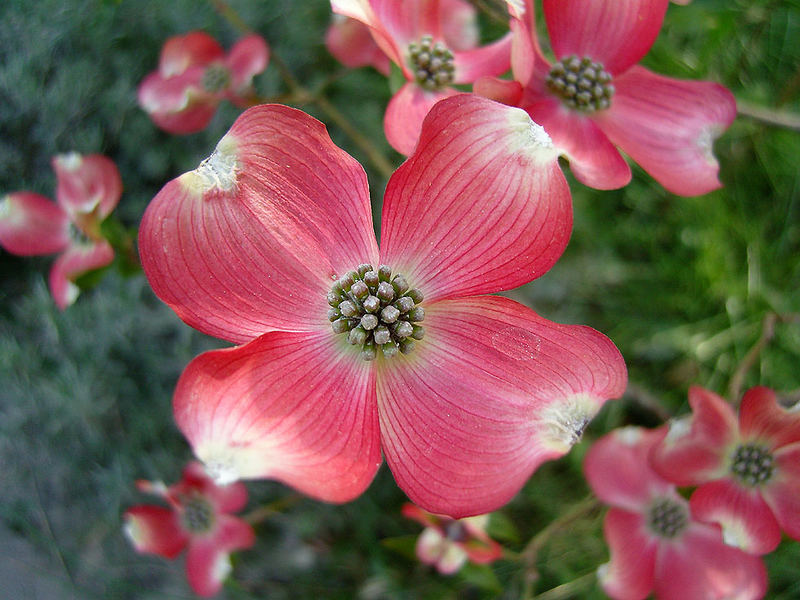 Die Blüte von meinem Blumenhartriegel