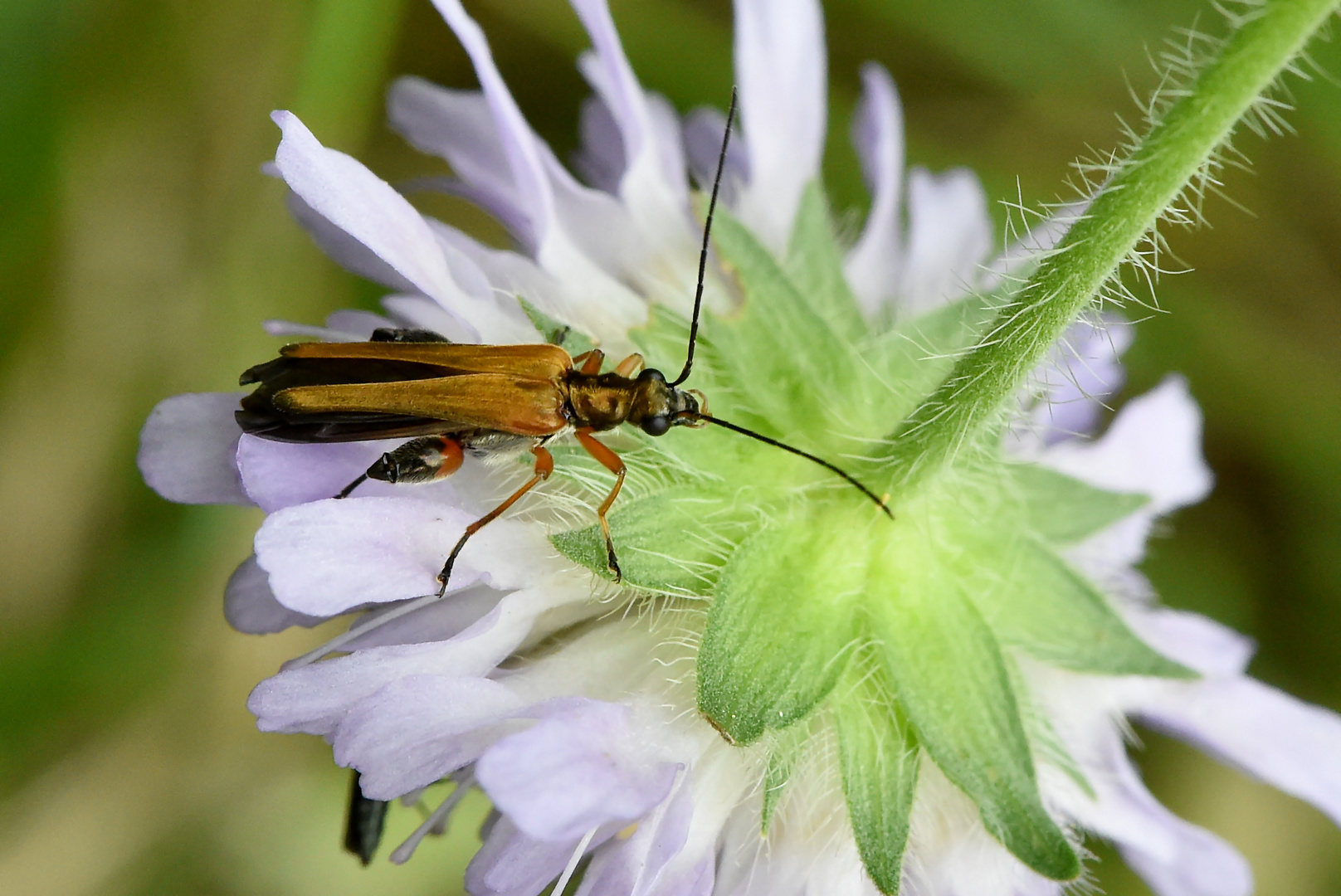 Die Blüte von unten betrachten