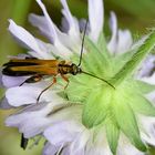 Die Blüte von unten betrachten