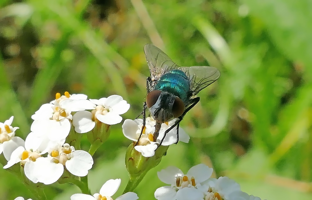 die Blüte war für mich