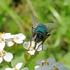 die Blüte war für mich