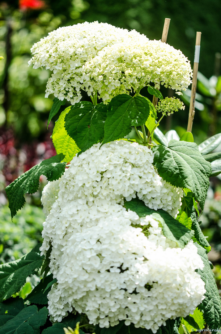 die Blüte wird mehr und mehr