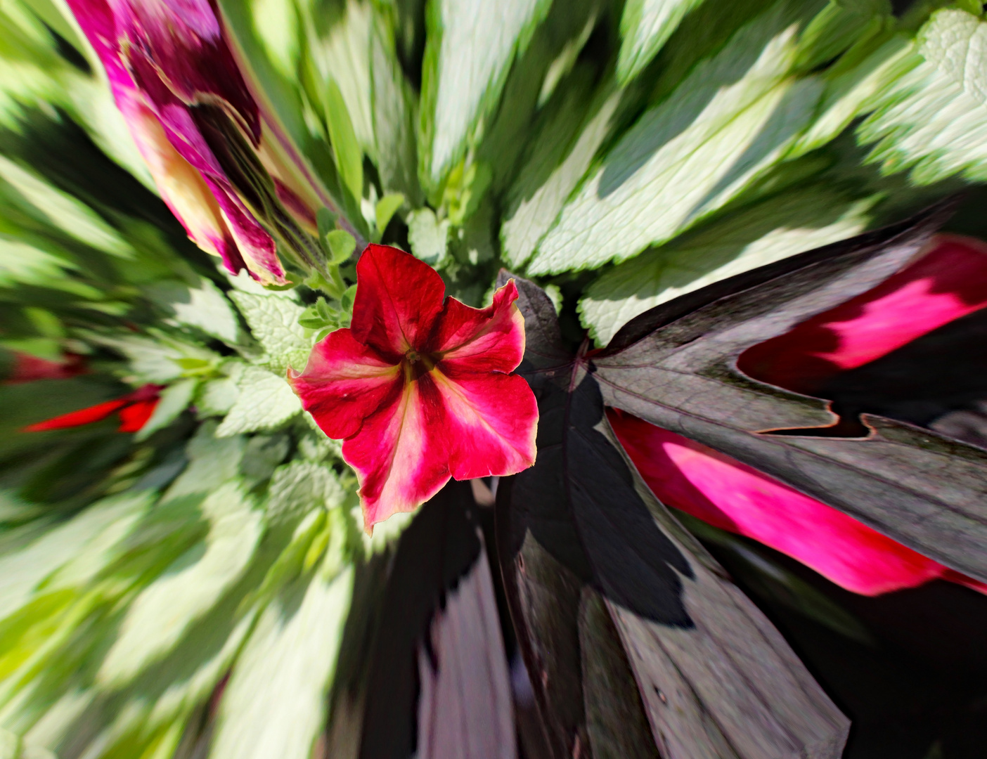 Die Blüte zum Sonntag