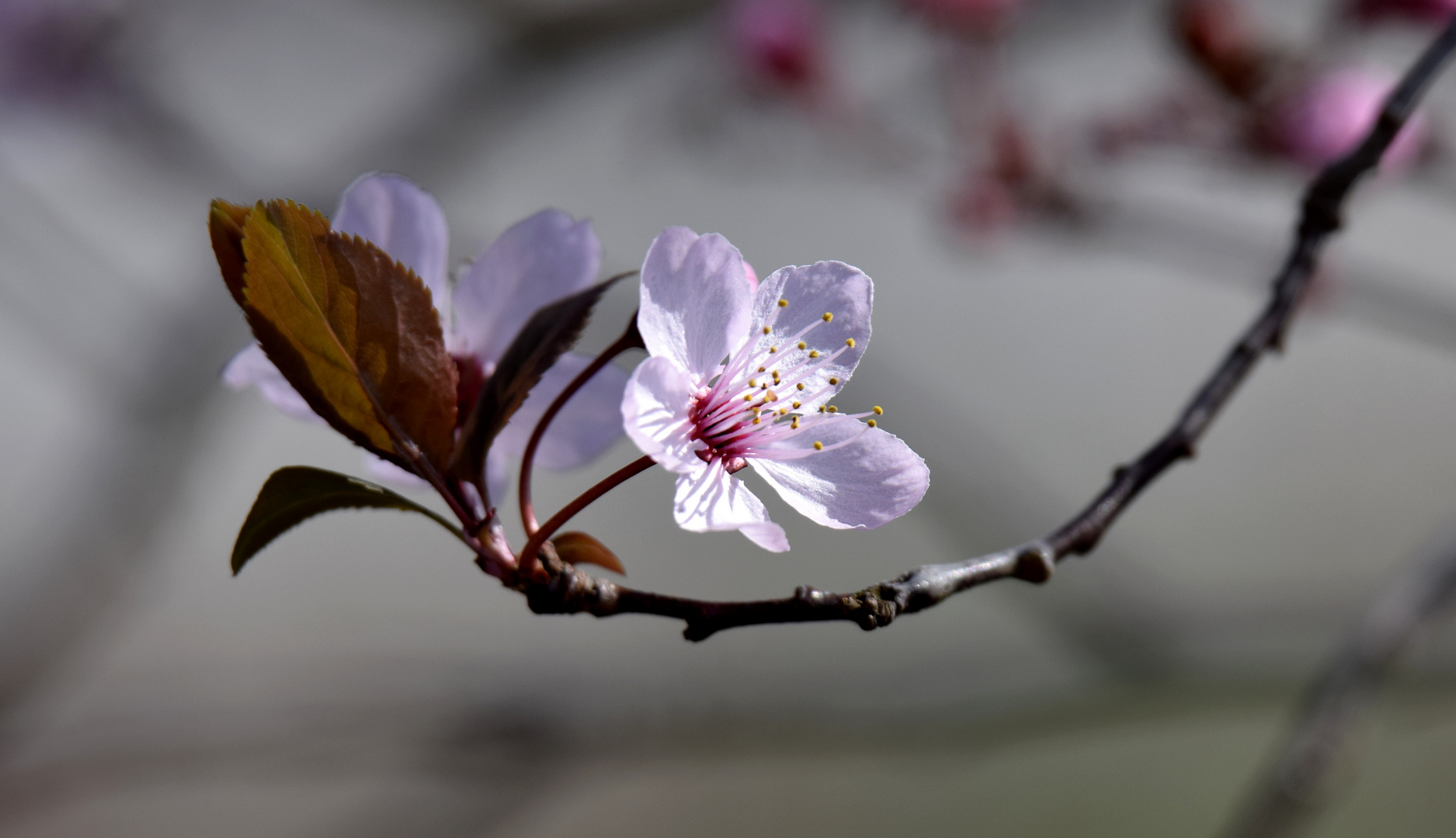 Die Blüte zur Sonnen