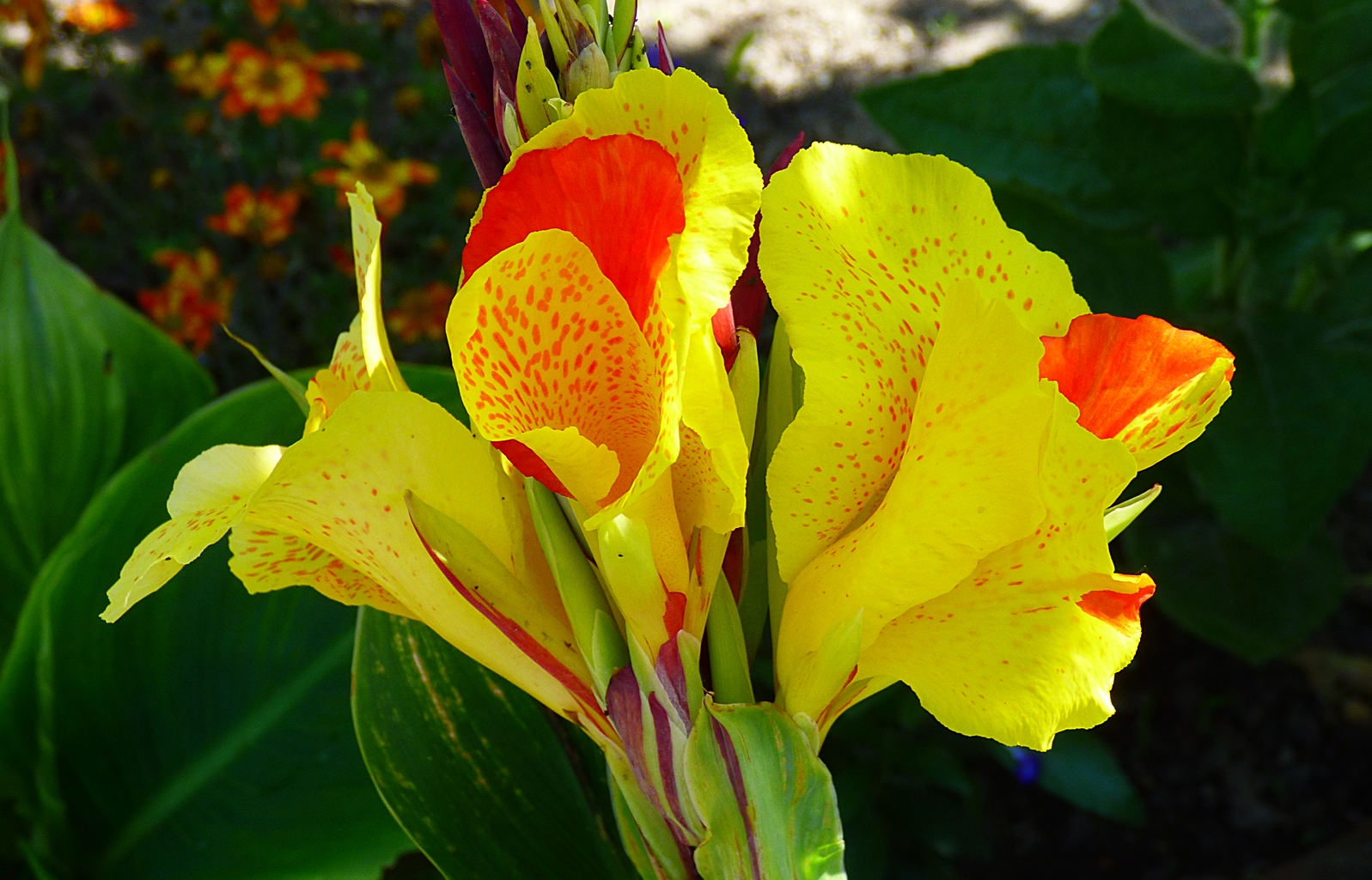 Die Blüten . . . Foto & Bild pflanzen, pilze & flechten, blüten