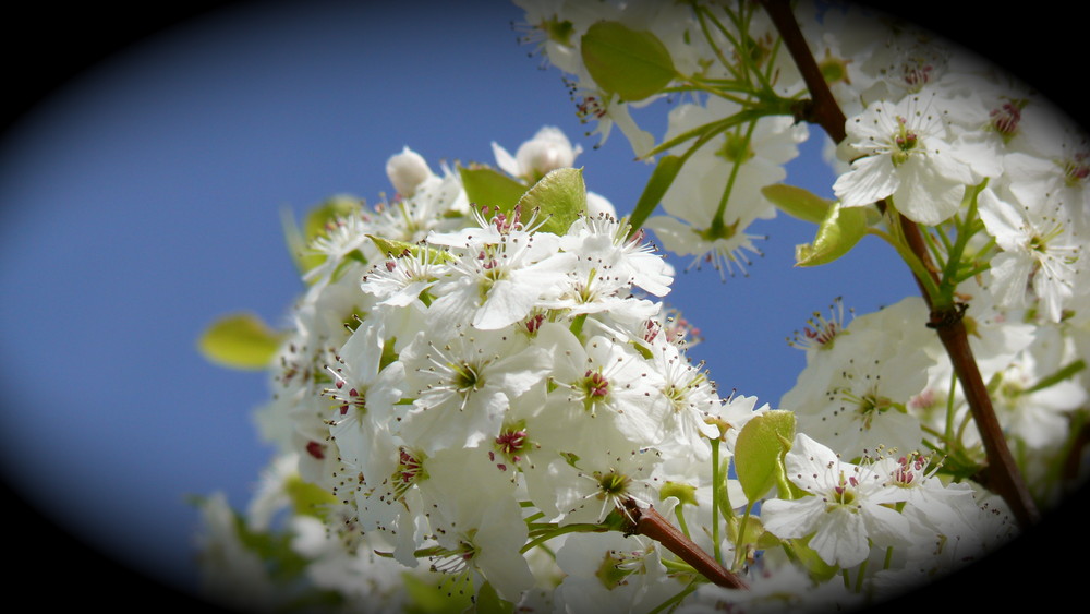 Die Blüten