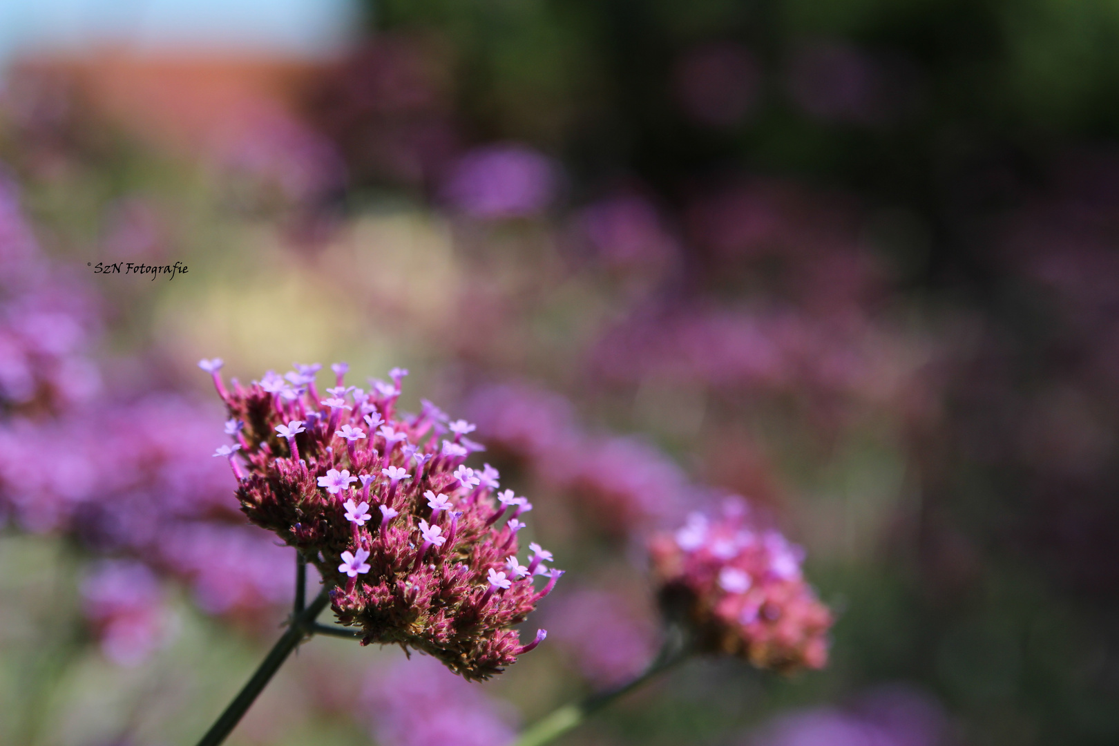 Die BlüteN