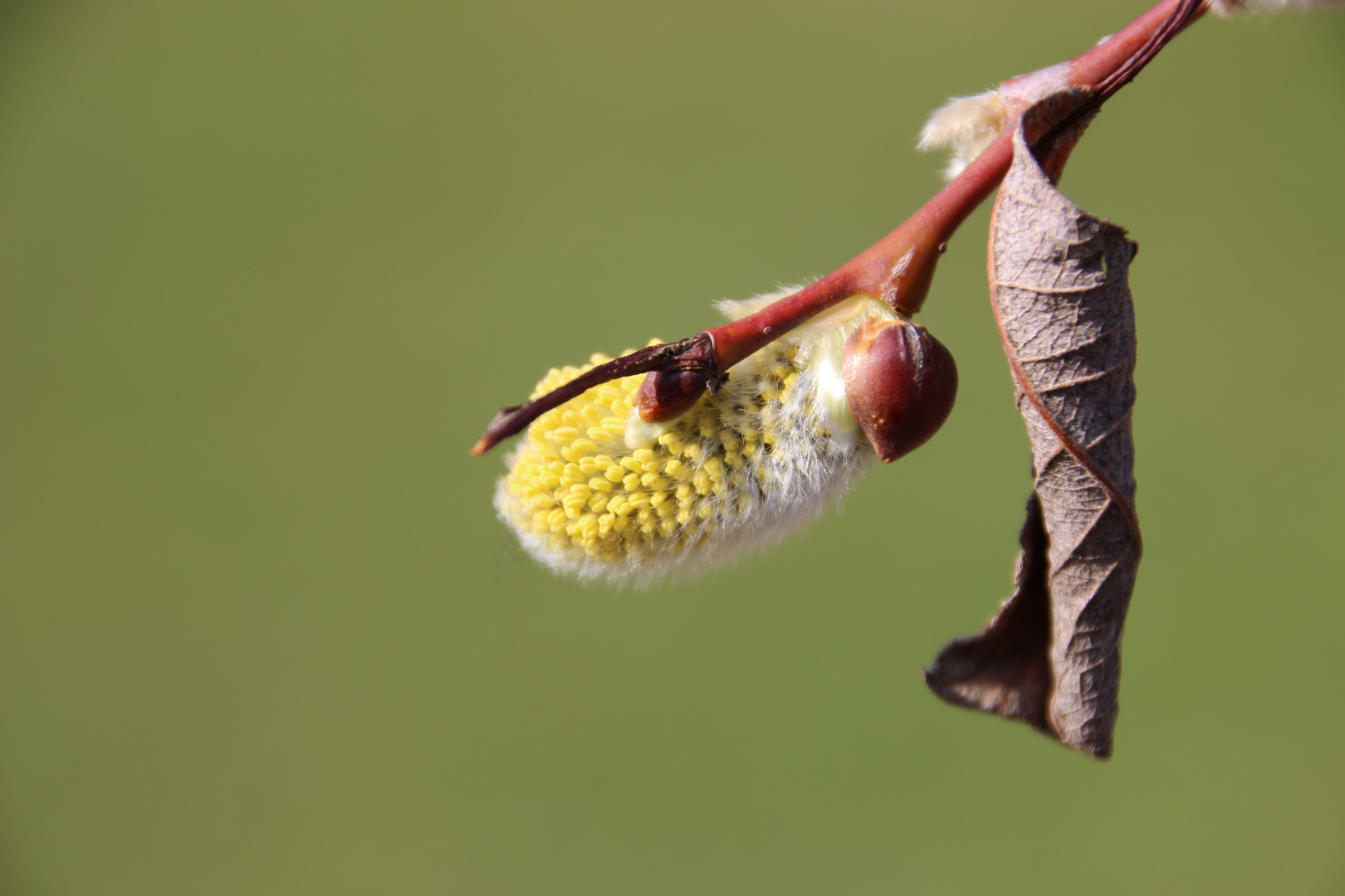 Die Blüten am aufbrechen