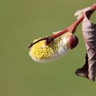 Die Blüten am aufbrechen