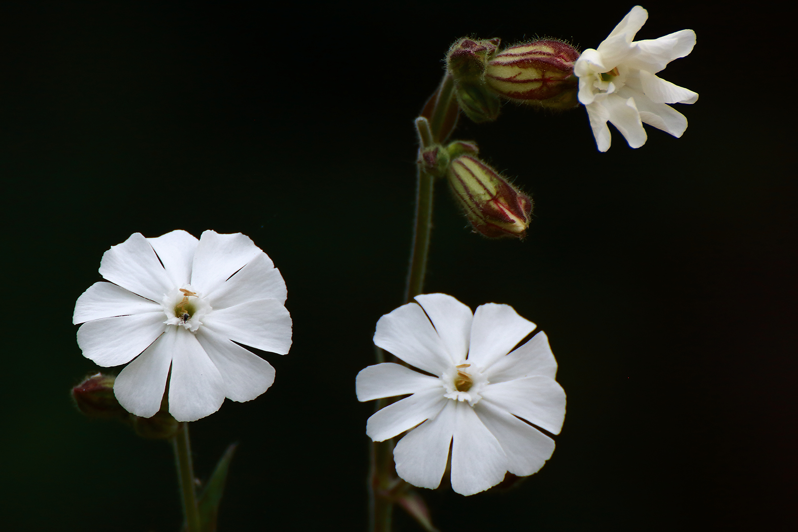 Die Blüten am Wegesrand