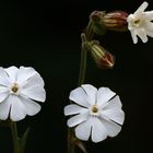 Die Blüten am Wegesrand