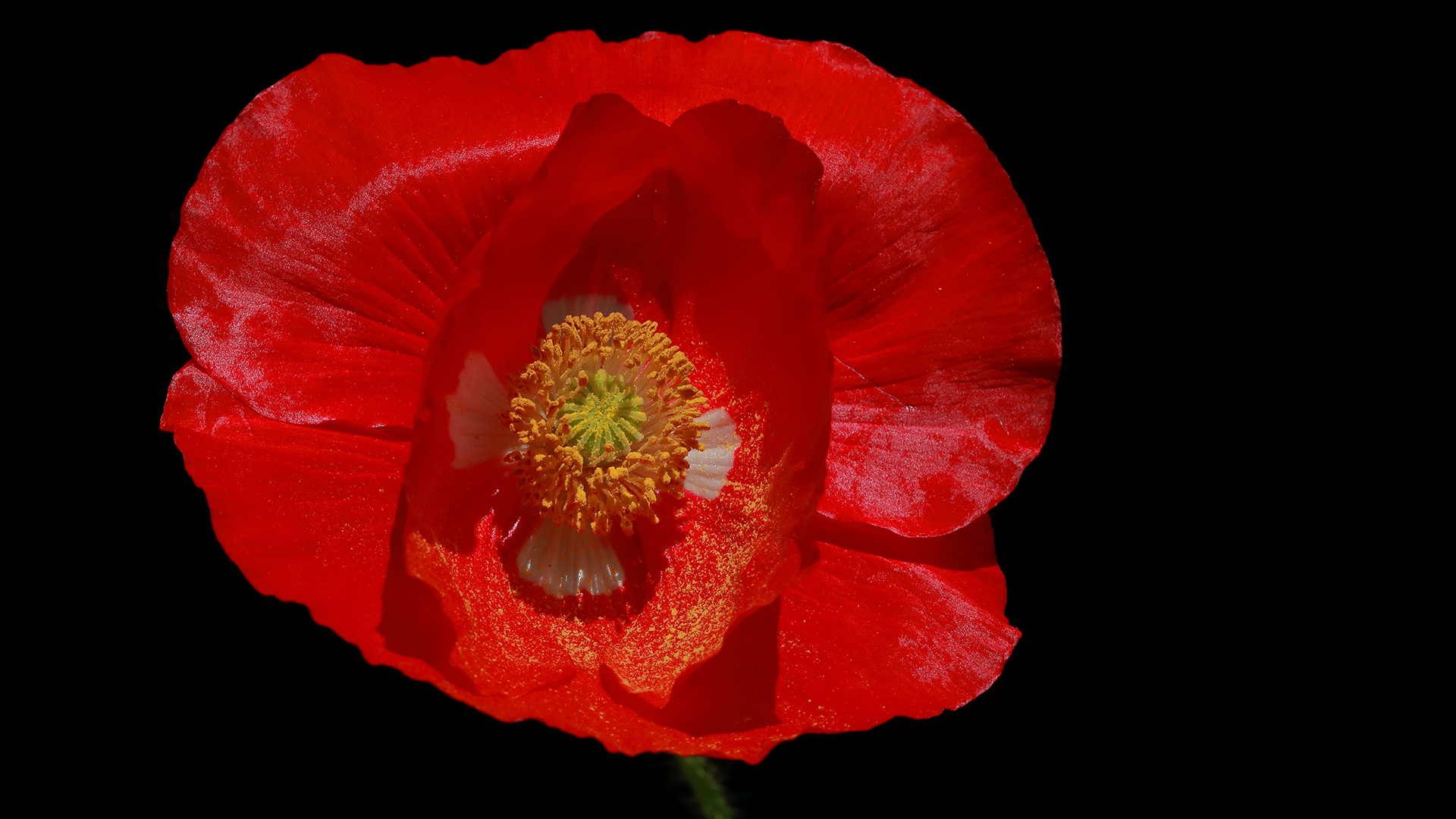 Die Blüten am Wegesrand Foto & Bild youth, frühling, natur Bilder auf