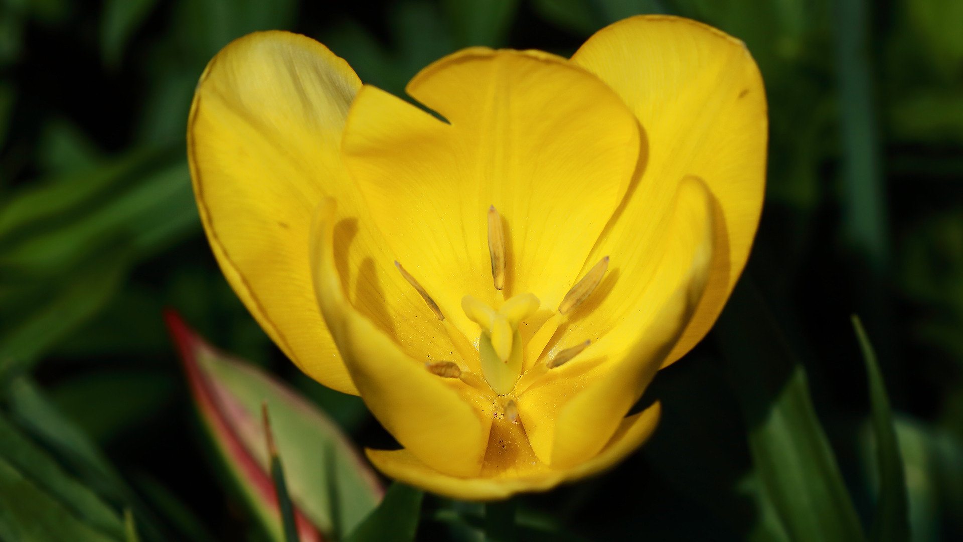 Die Blüten am Wegesrand Foto & Bild fotos, youth, frühling Bilder auf