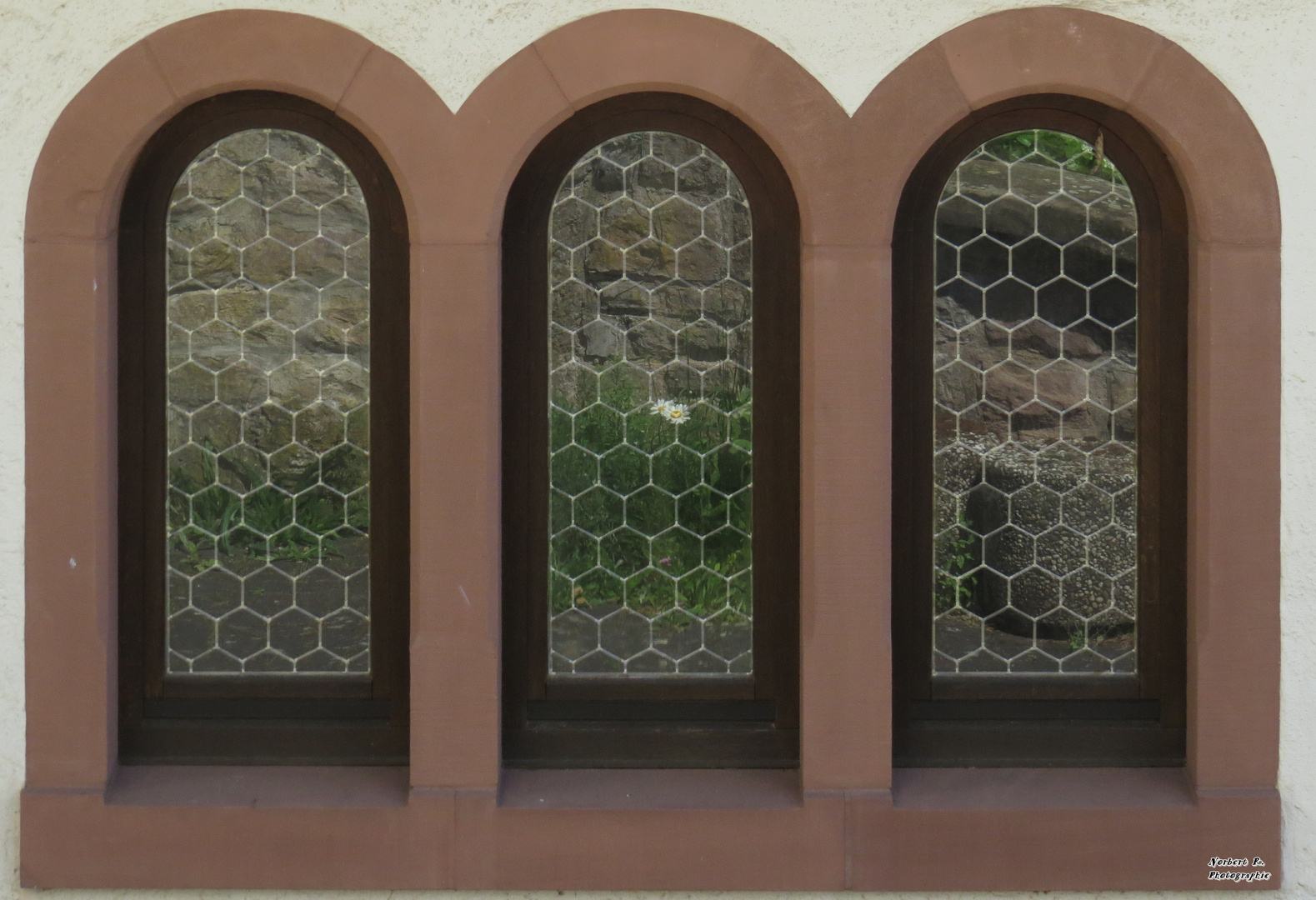 Die Blüten an der Mauer gegenüber