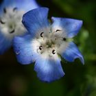 Die Blüten auf der Blumenwiese