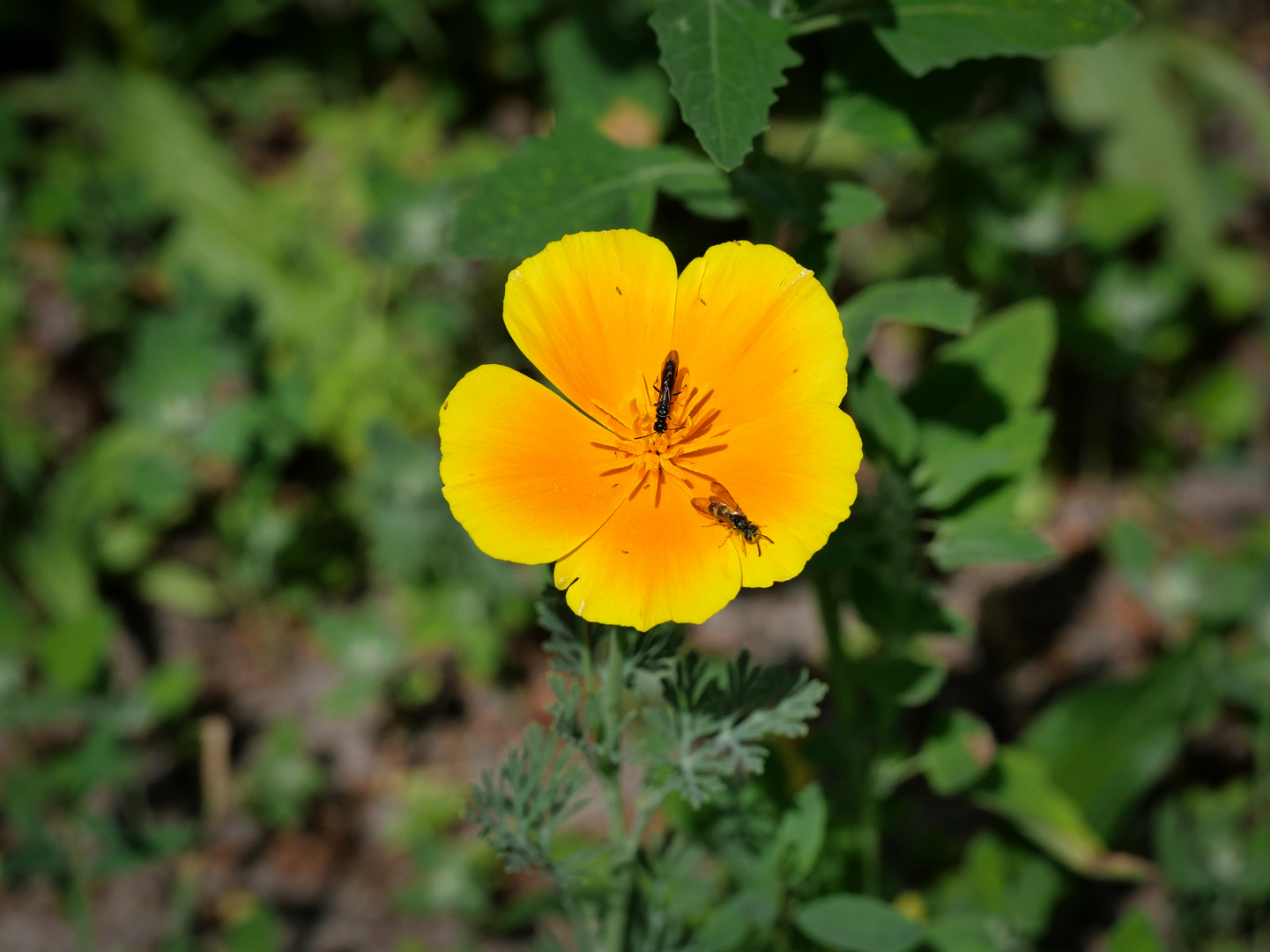 Die Blüten auf der Blumenwiese