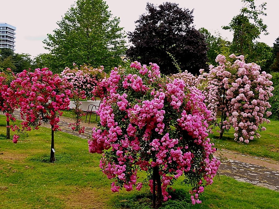 Die Blüten . . .