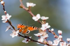 Die Blüten der Blutpflaume Hollywood ....