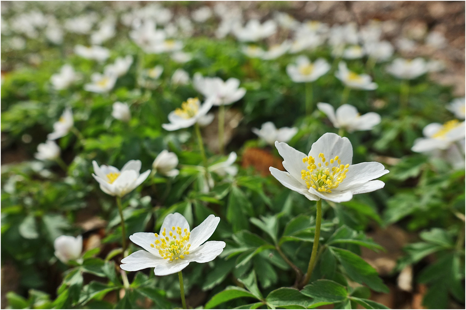 Die Blüten der Buschwindröschen (Anemone nemorosa) sind in diesem Jahr . . .