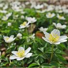 Die Blüten der Buschwindröschen (Anemone nemorosa) sind in diesem Jahr . . .