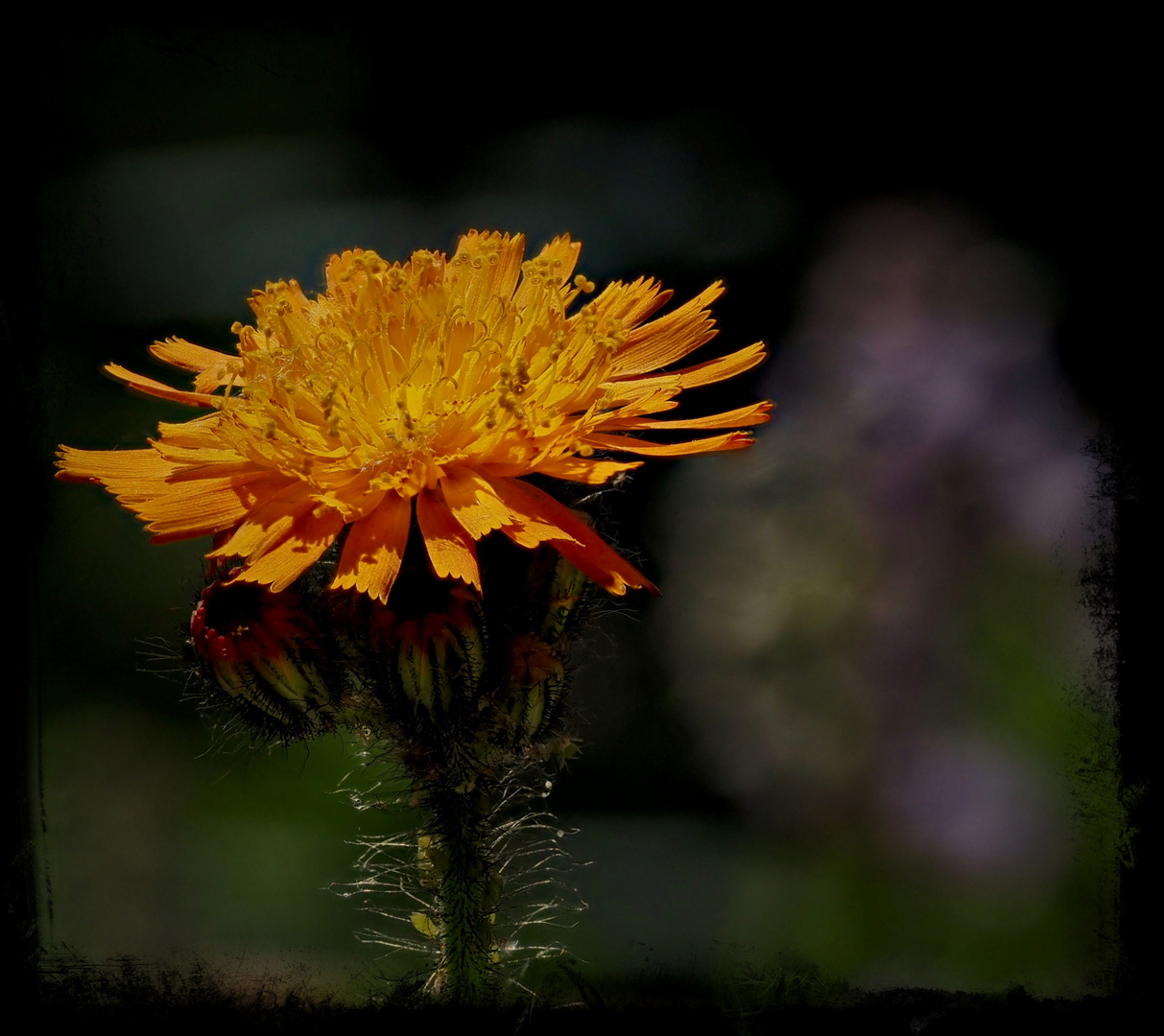 Die Blüten der Gänsedisteln..