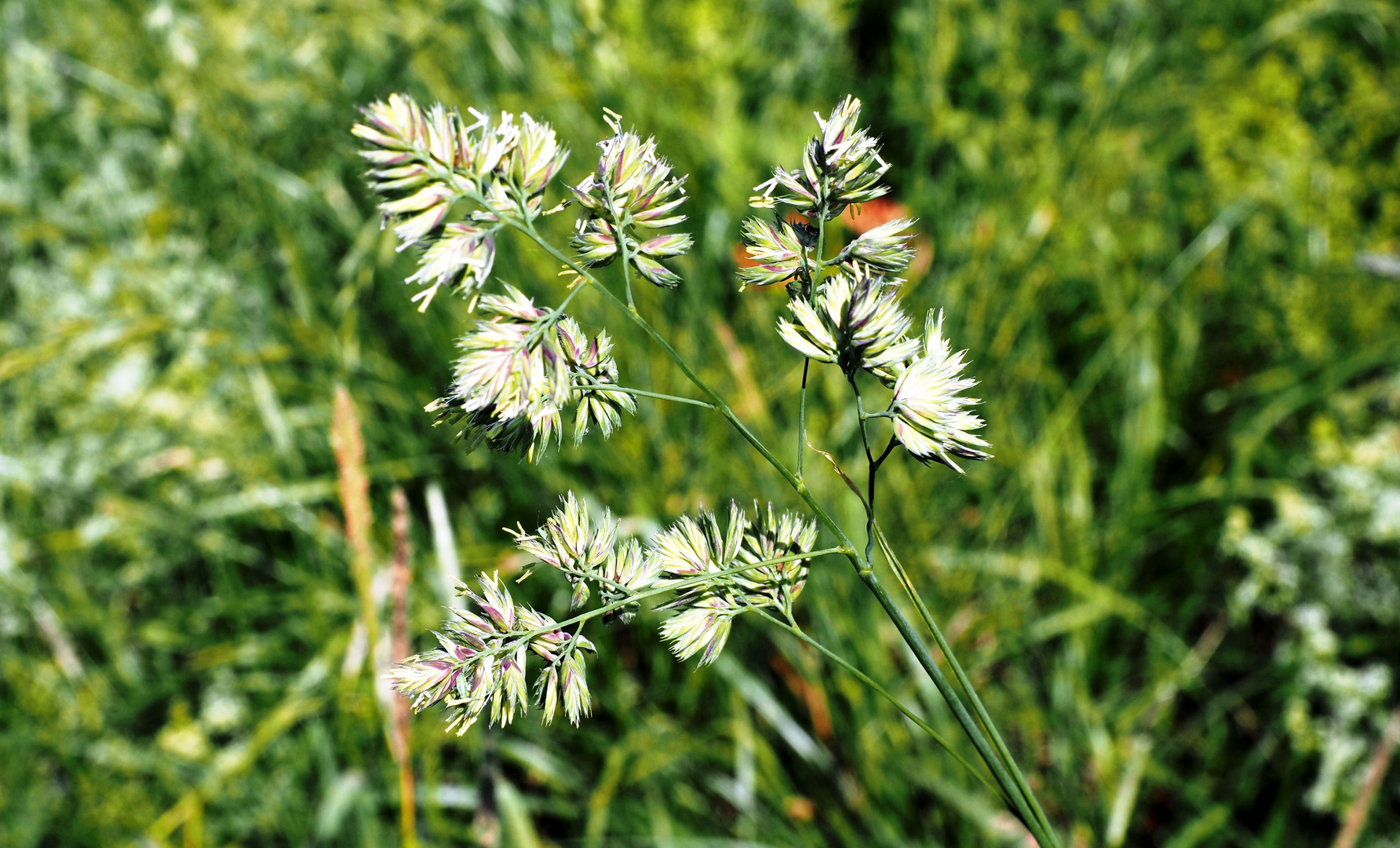 Die Blüten der Gräser