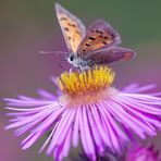 Die Blüten der Herbstastern .... (2)