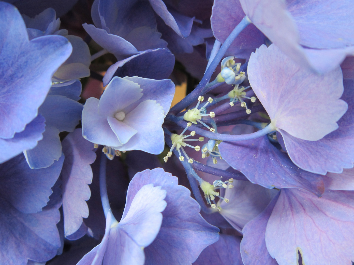 die Blüten der Hortensie