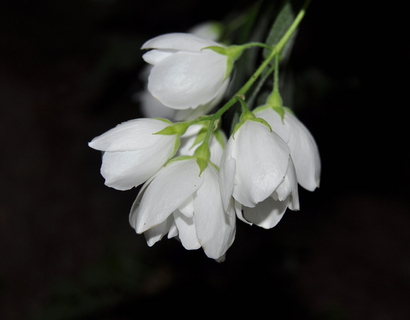 Die Blüten der Jasmine