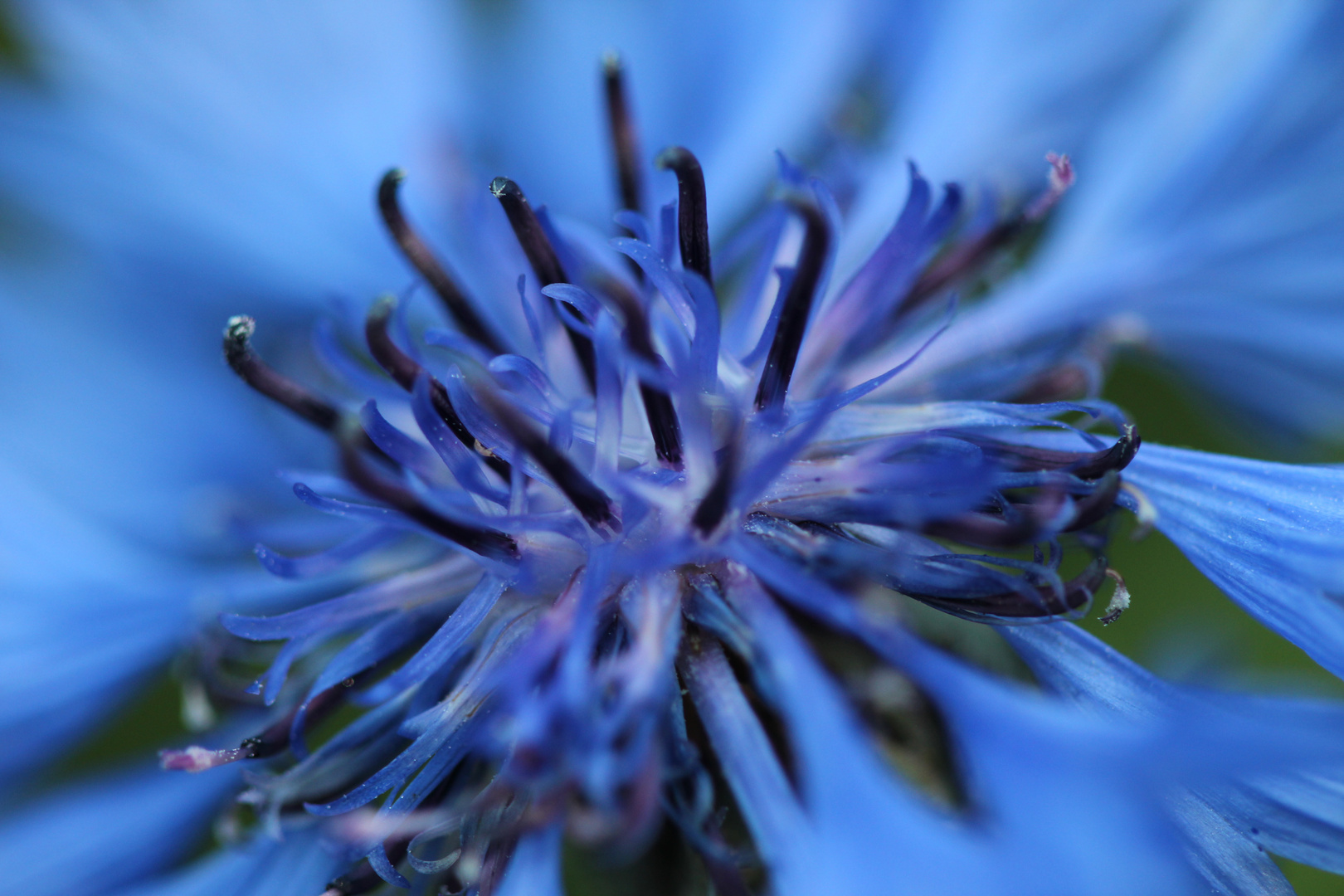 Die Blüten der Kornblume