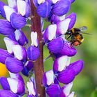 Die Blüten der Lupinen