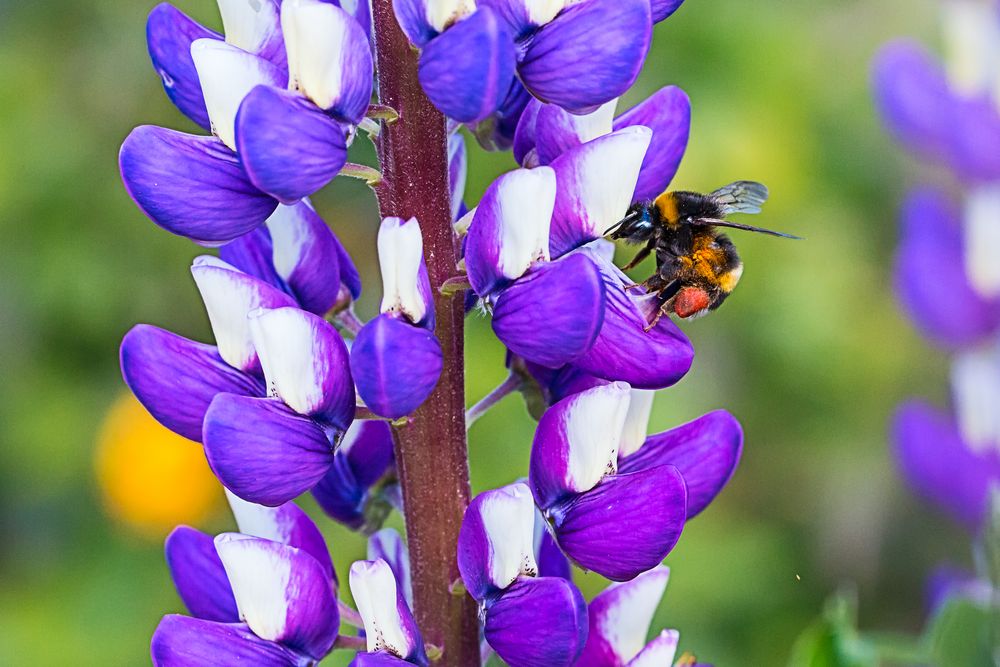 Die Blüten der Lupinen