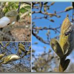 Die Blüten der Magnolie