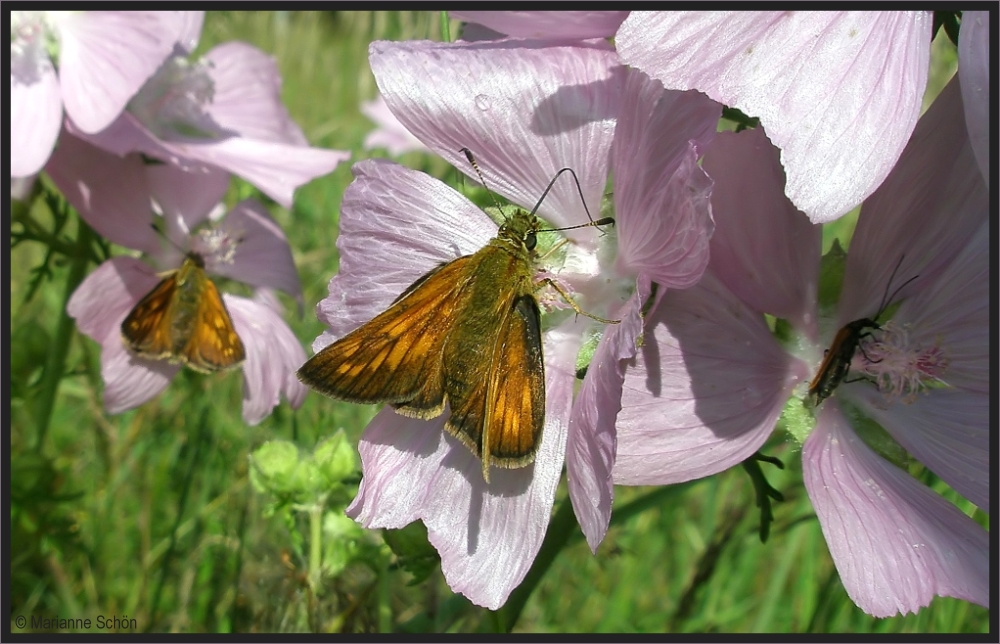 Die Blüten der Malve sind heiß begehrt...