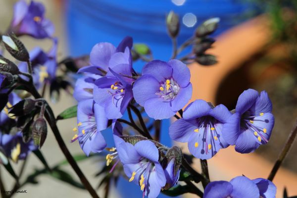 Die Blüten der russischen Blaubeere