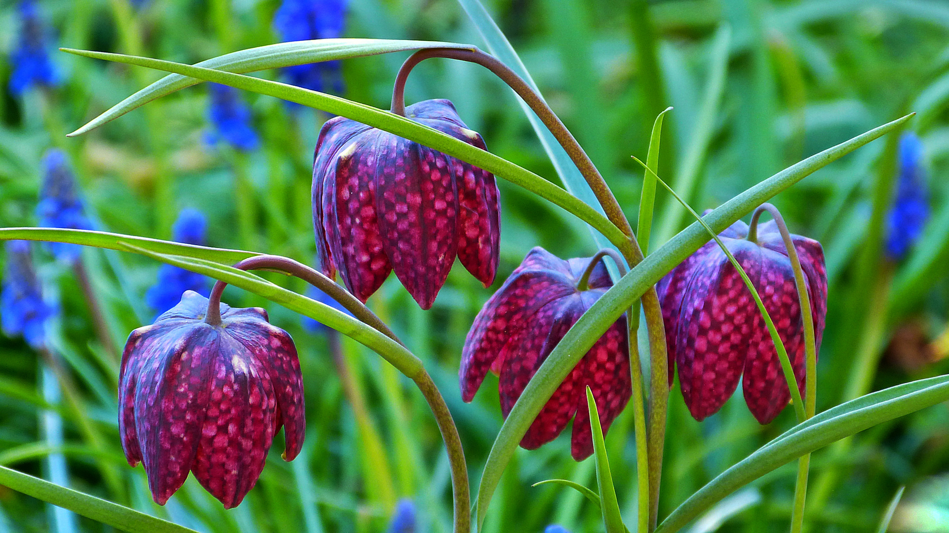 Die Blüten der Schachbrettblume 