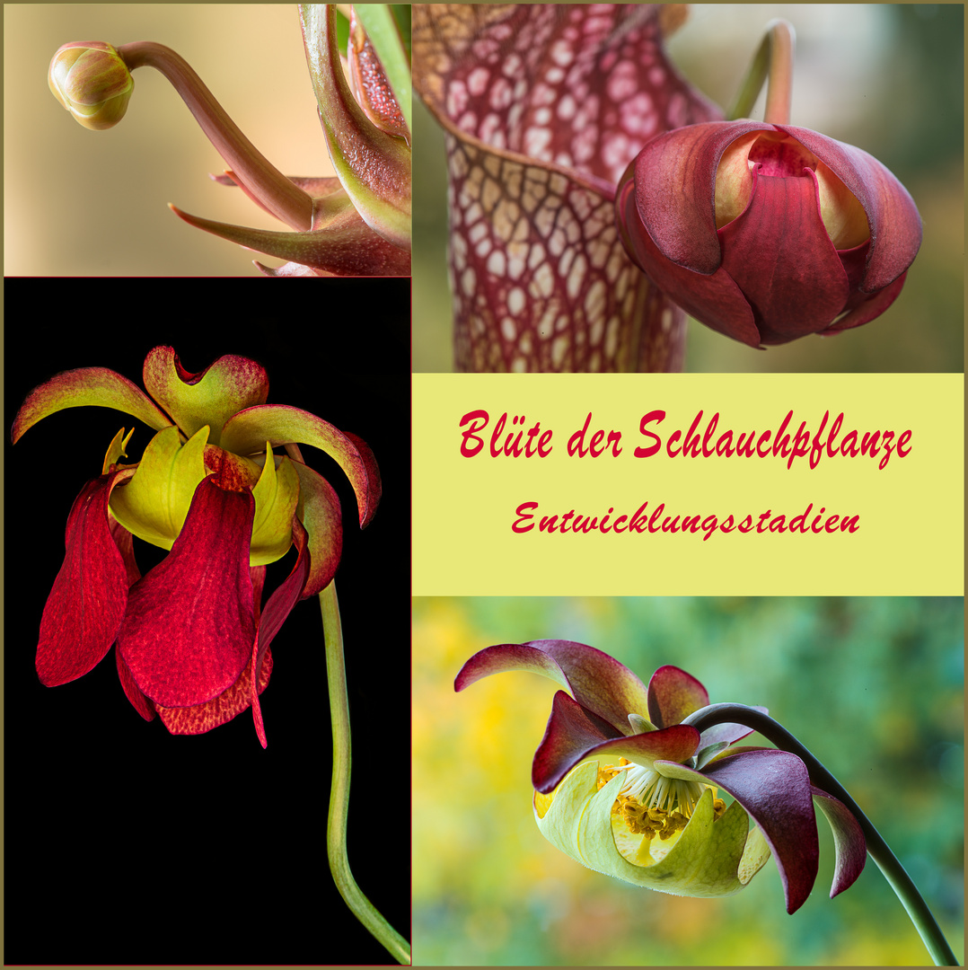 Die Blüten der Schlauchpflanze