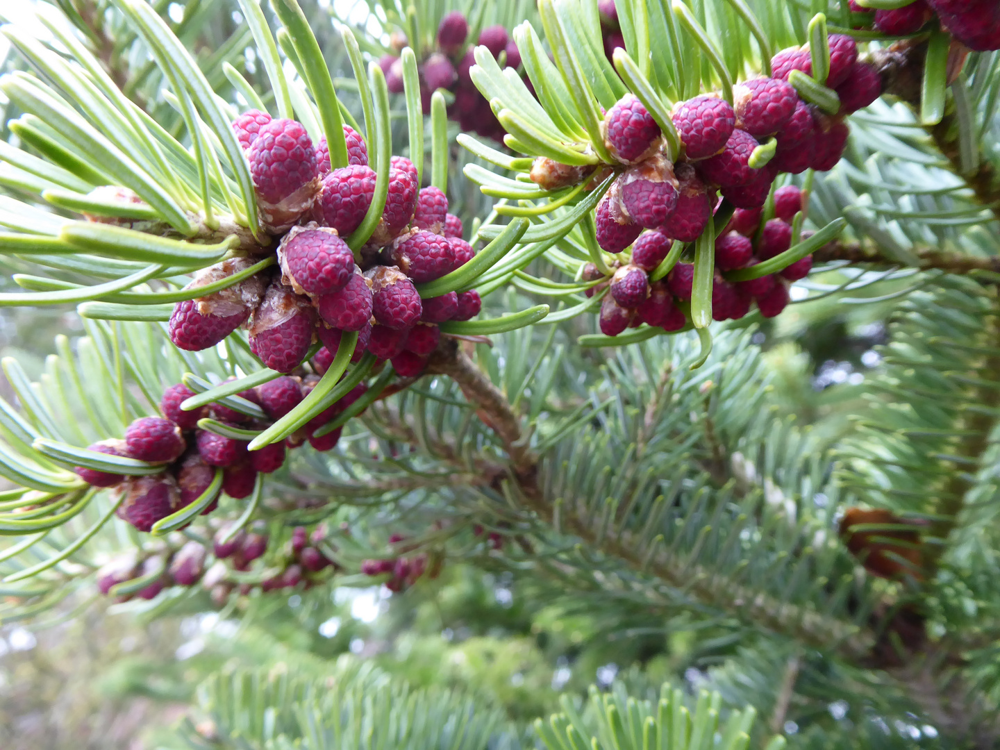 Die Blüten der Tanne