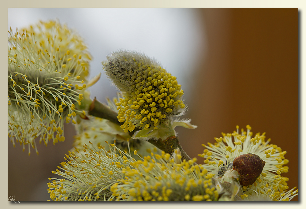 Die Blüten der Weide