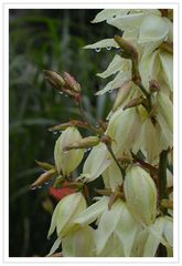 Die Blüten der Yucca trotzen dem Regen.