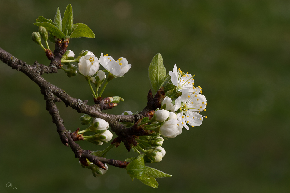 Die Blüten der Zwetschgen