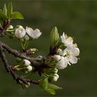 Die Blüten der Zwetschgen