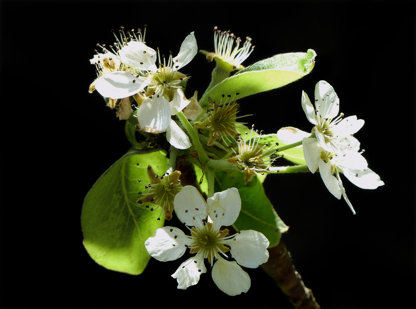 Die Blüten des Birnbaum.... 