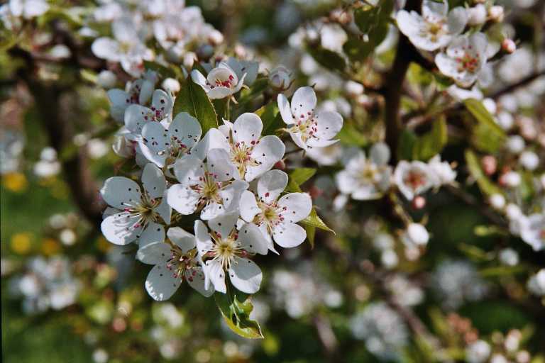 Die Blüten des Frühlings