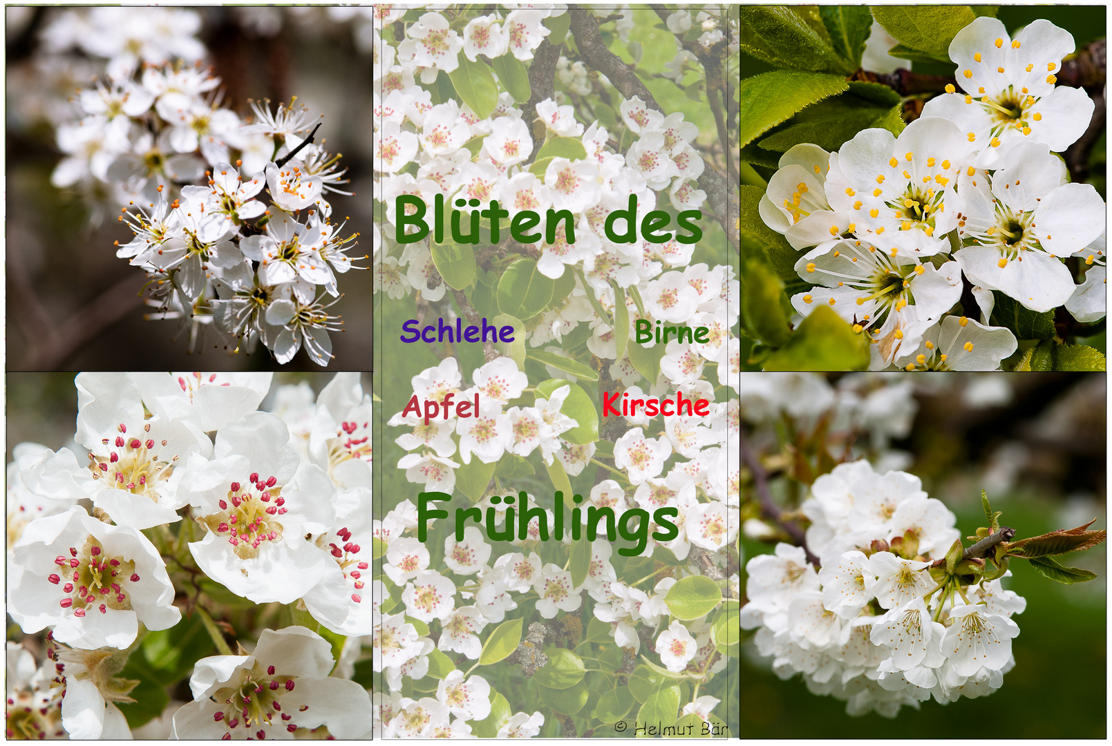 Die Blüten des Frühlings