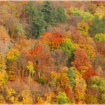 Die Blüten des Herbstes