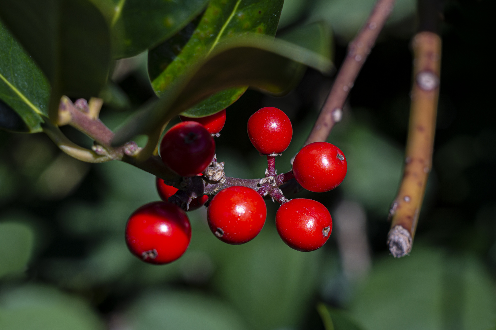 Die Blüten des Herbstes