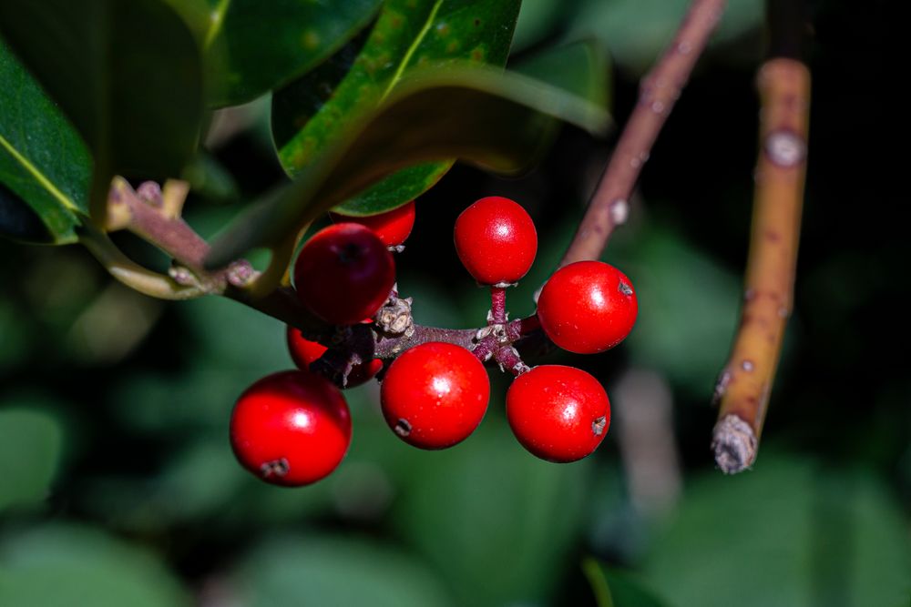 Die Blüten des Herbstes