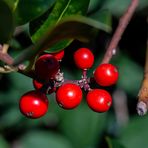 Die Blüten des Herbstes