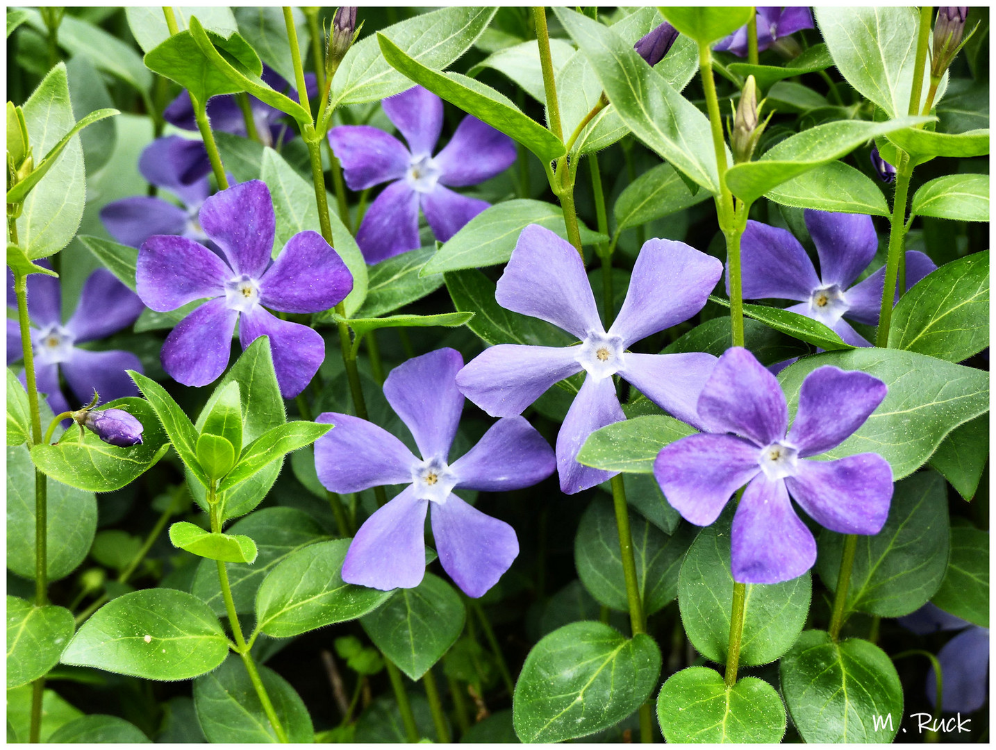 Die Blüten des Immergrüns zeigen sich auch schon .